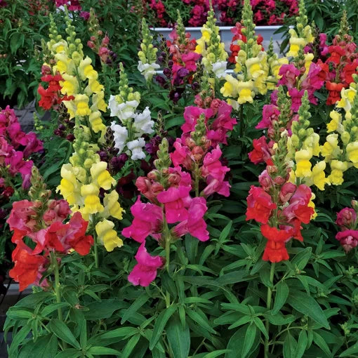 candy tops flower seeds