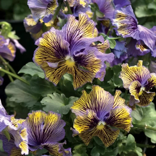blue yellow flower seeds