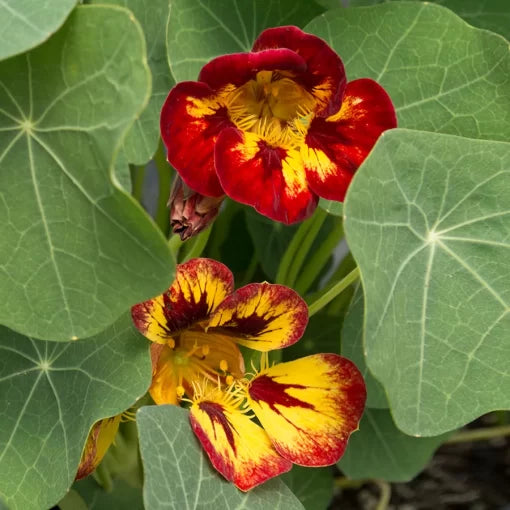 pink red flower seeds