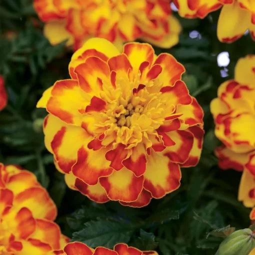orange yellow flower seeds