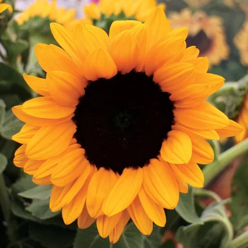 hybrid sunflower flower seeds