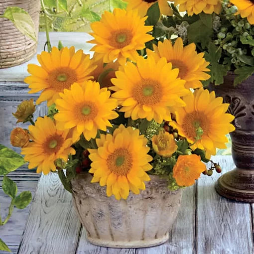 yellow fresh flower seeds