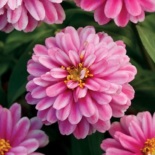 pink white flower seeds