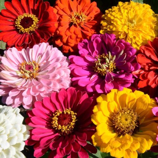 state fair flower seeds