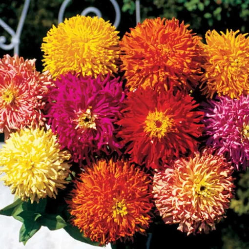 giant cactus flower seeds