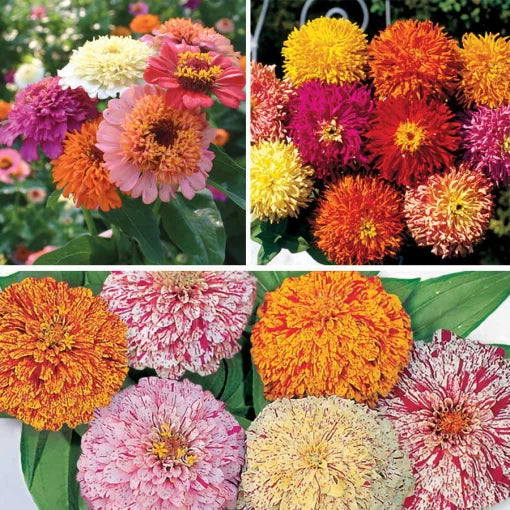 zinnia flower flower seeds