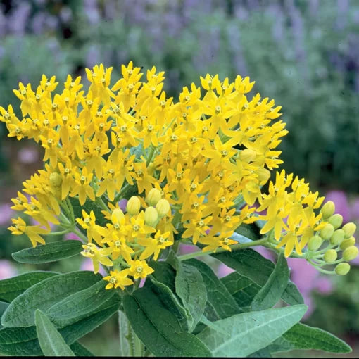 yellow yellow flower seeds