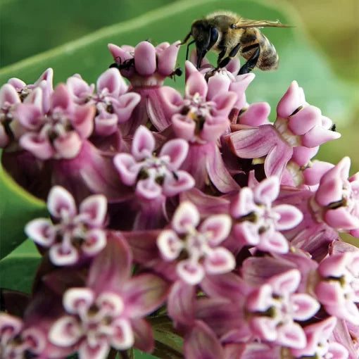 common milkweed flower seeds