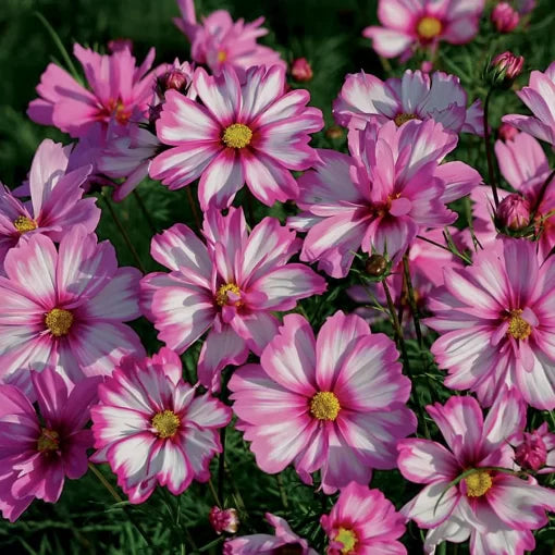 red capriola flower seeds
