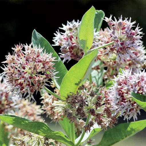 pink showy flower seeds