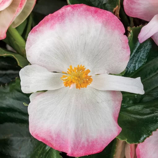 white rose flower seeds