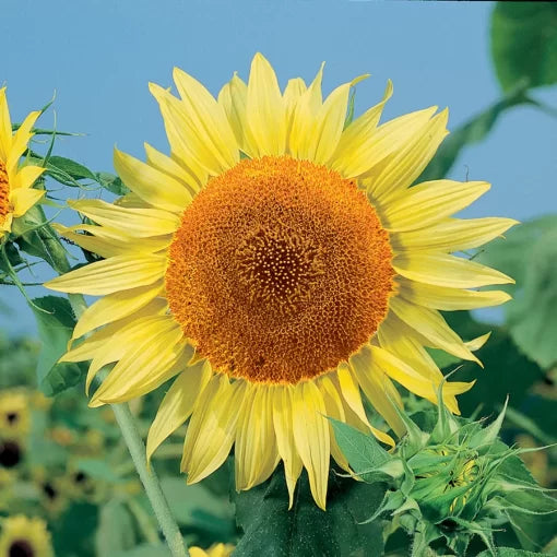 russian mammoth flower seeds