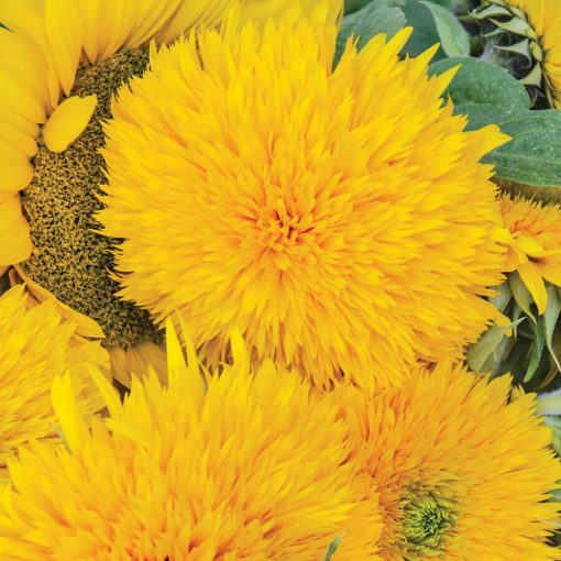 giant teddy flower seeds