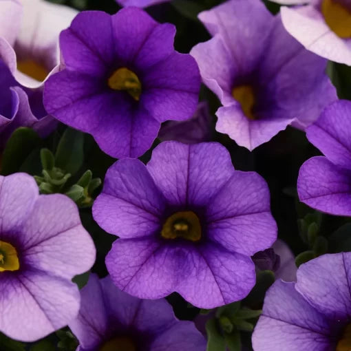 blue denim flower seeds