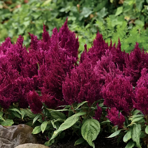 purple purple flower seeds