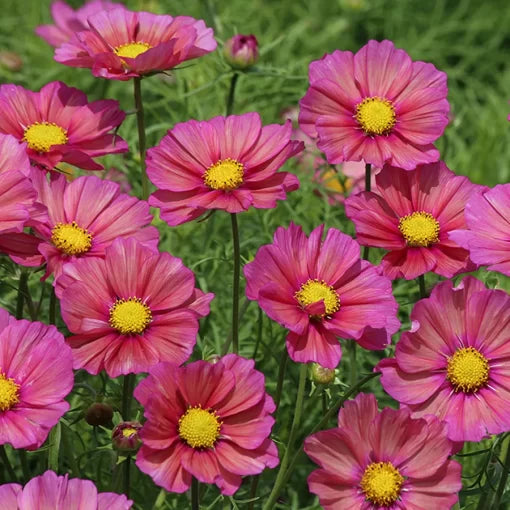 orange xsenia flower seeds