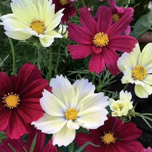 red pink flower seeds