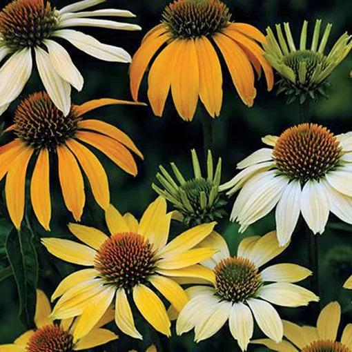 mckana hybrids flower seeds