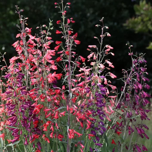 twizzle mix flower seeds