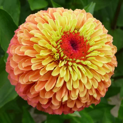 orange lime flower seeds