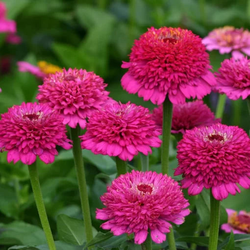 purple crested flower seeds