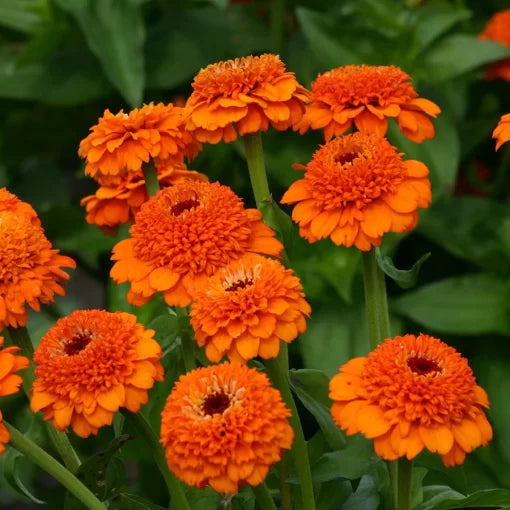 orange orange flower seeds