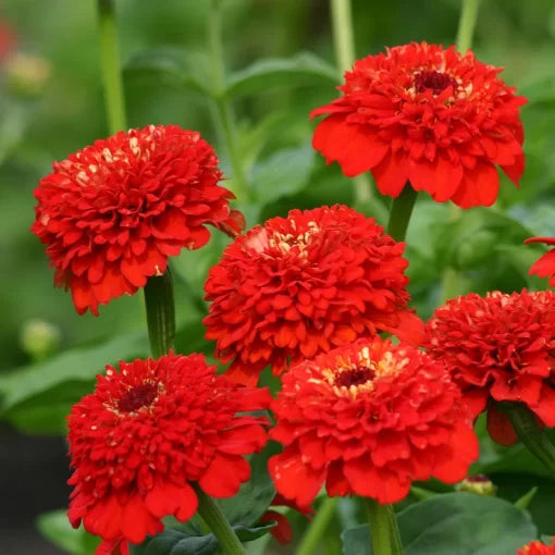 red red flower seeds