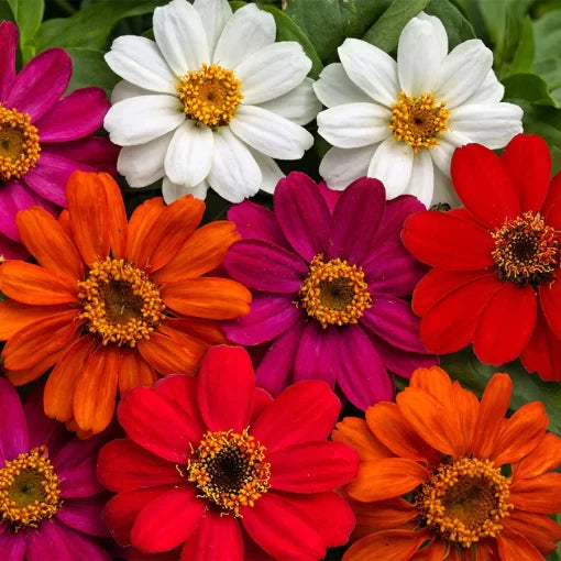profusion mix flower seeds