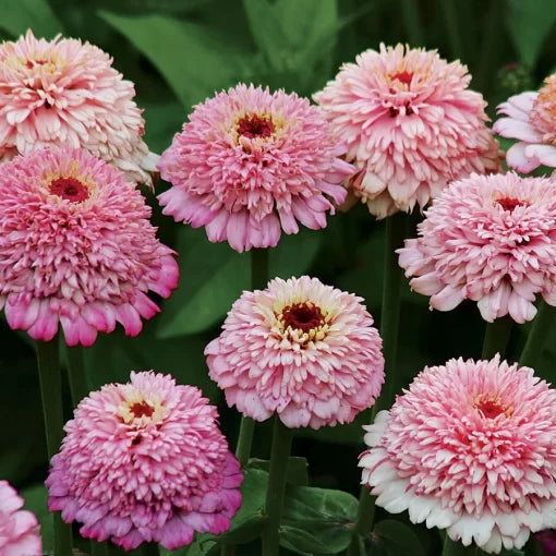 lavender zinderella flower seeds