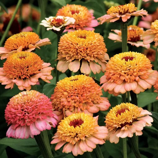 peach peach flower seeds