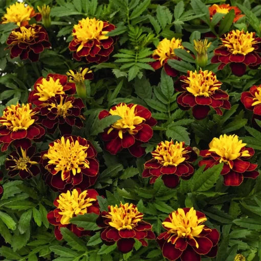 red spry flower seeds