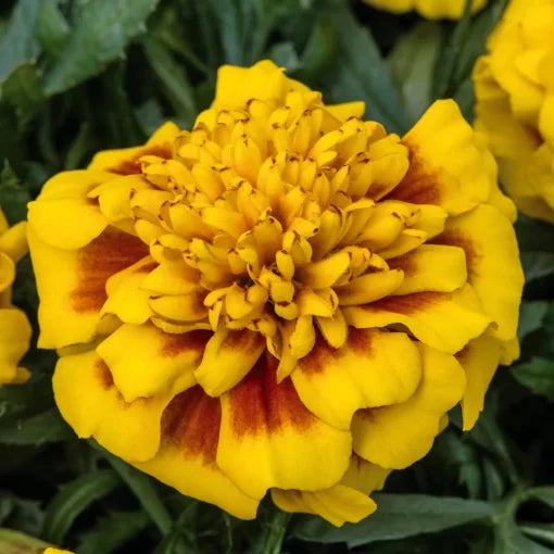 yellow golden flower seeds