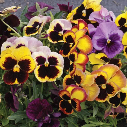 swiss giants flower seeds