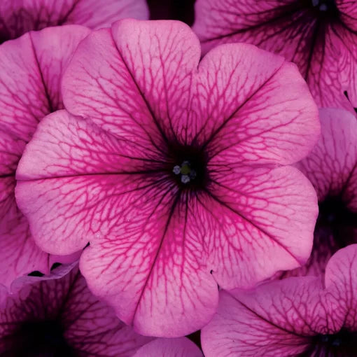 pink rose flower seeds