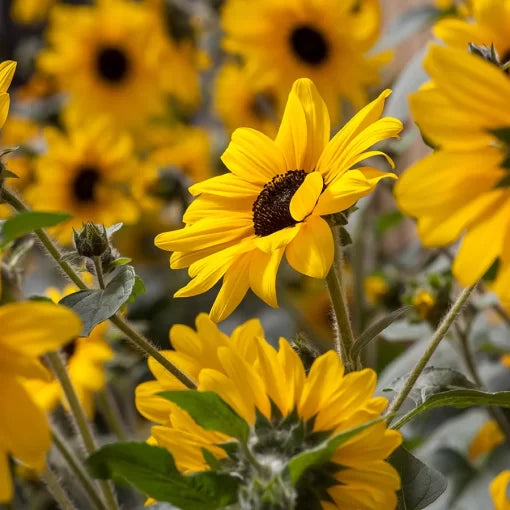 yellow dark flower seeds