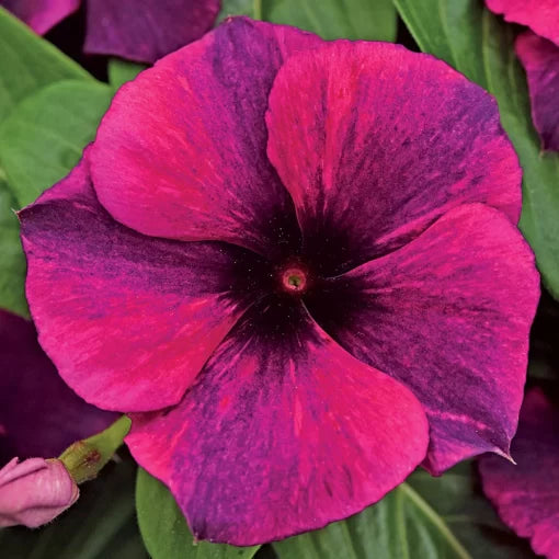 black red flower seeds