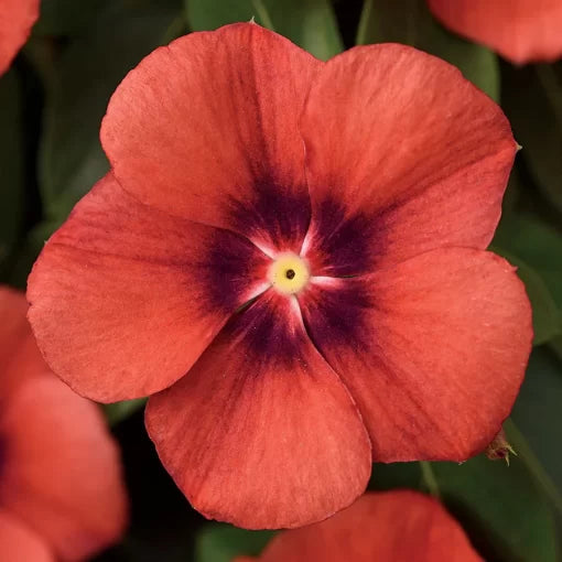orange tangerine flower seeds