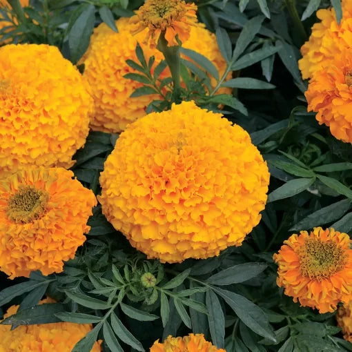orange orange flower seeds
