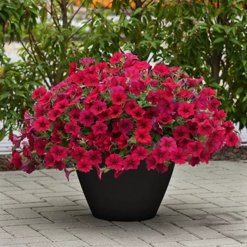 carmine velour flower seeds