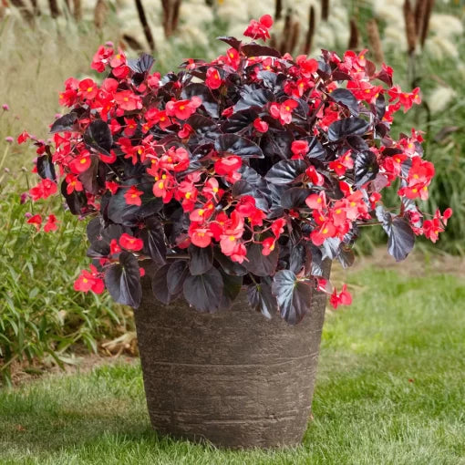 alfalfa hardy flower seeds