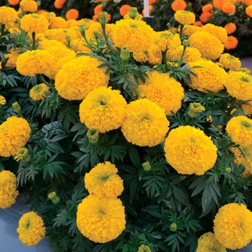 gold marigold flower seeds