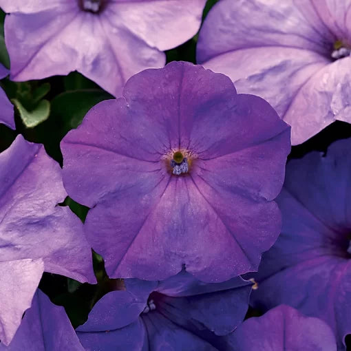 lavender blue flower seeds