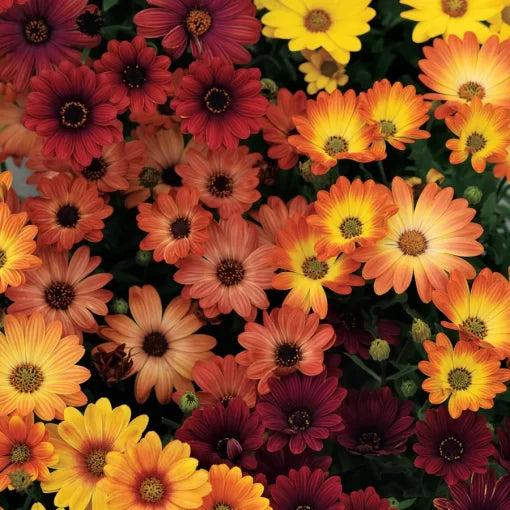 golden billy flower seeds