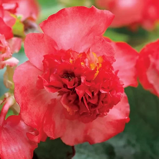 sweet primula flower seeds