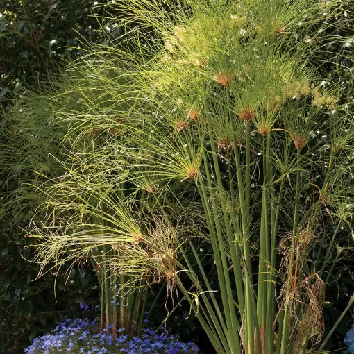 red scarlet flower seeds