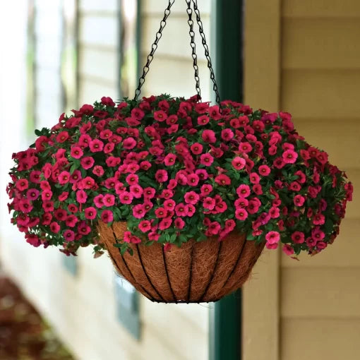 red red flower seeds