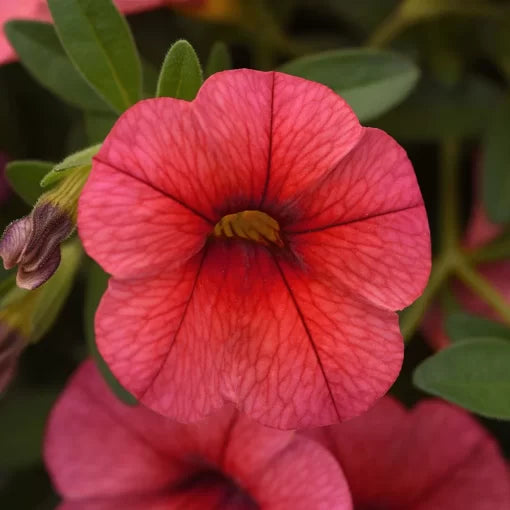 calibrachoa coral flower seeds
