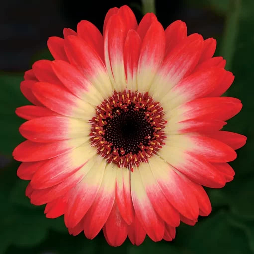 red red flower seeds