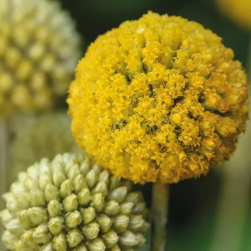 white white flower seeds