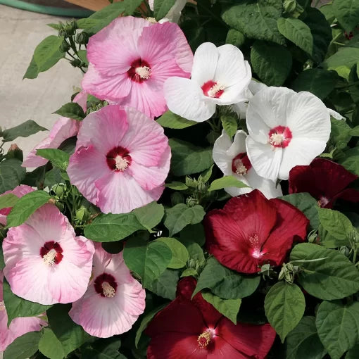 hibiscus mix flower seeds